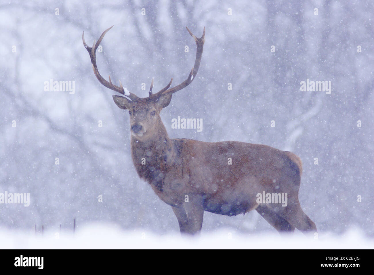 Red Deer stag (cervus elaphus), winter, North Yorkshire, UK Stock Photo