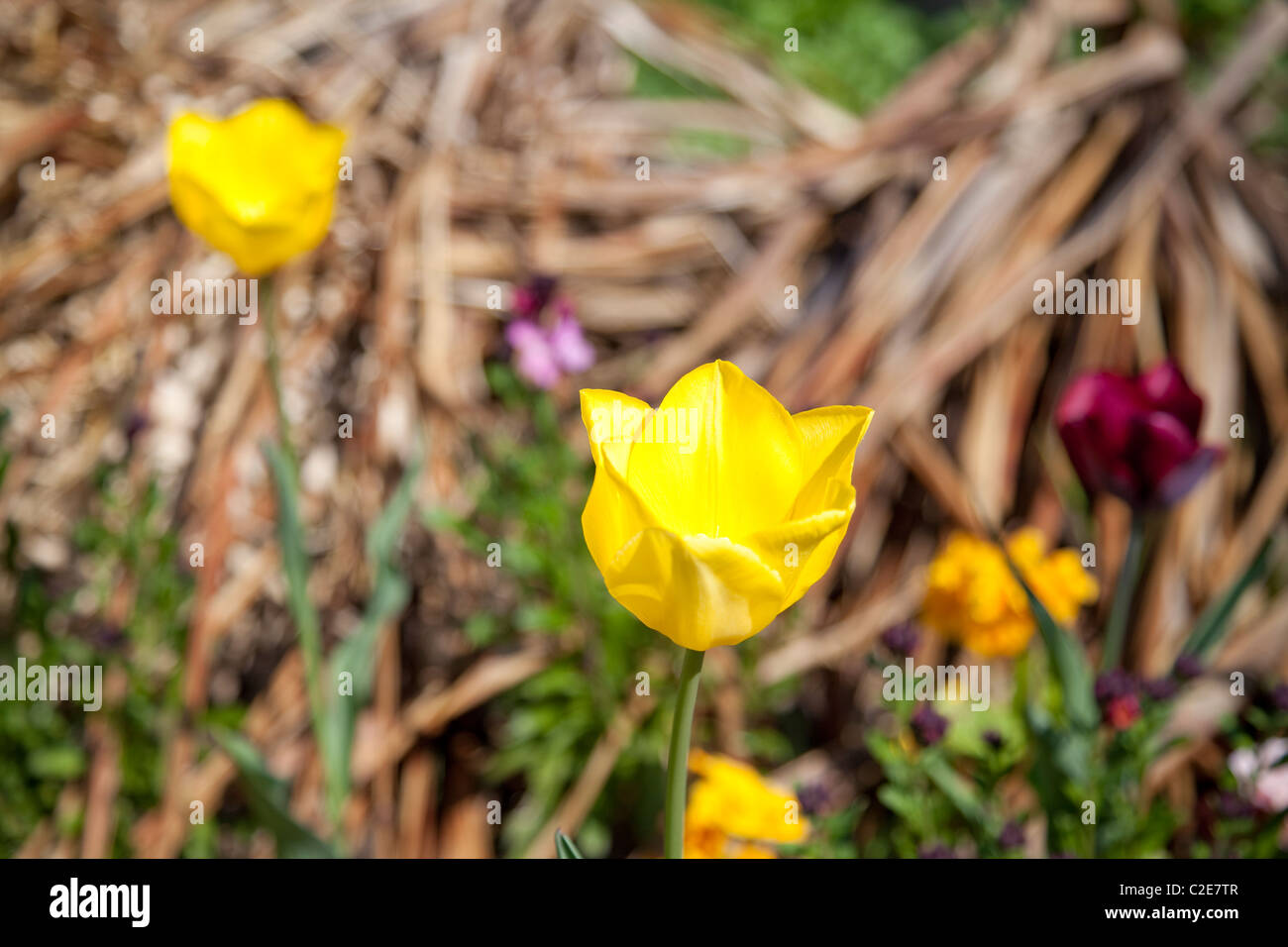 Tulipa Cultivars High Resolution Stock Photography and Images - Alamy