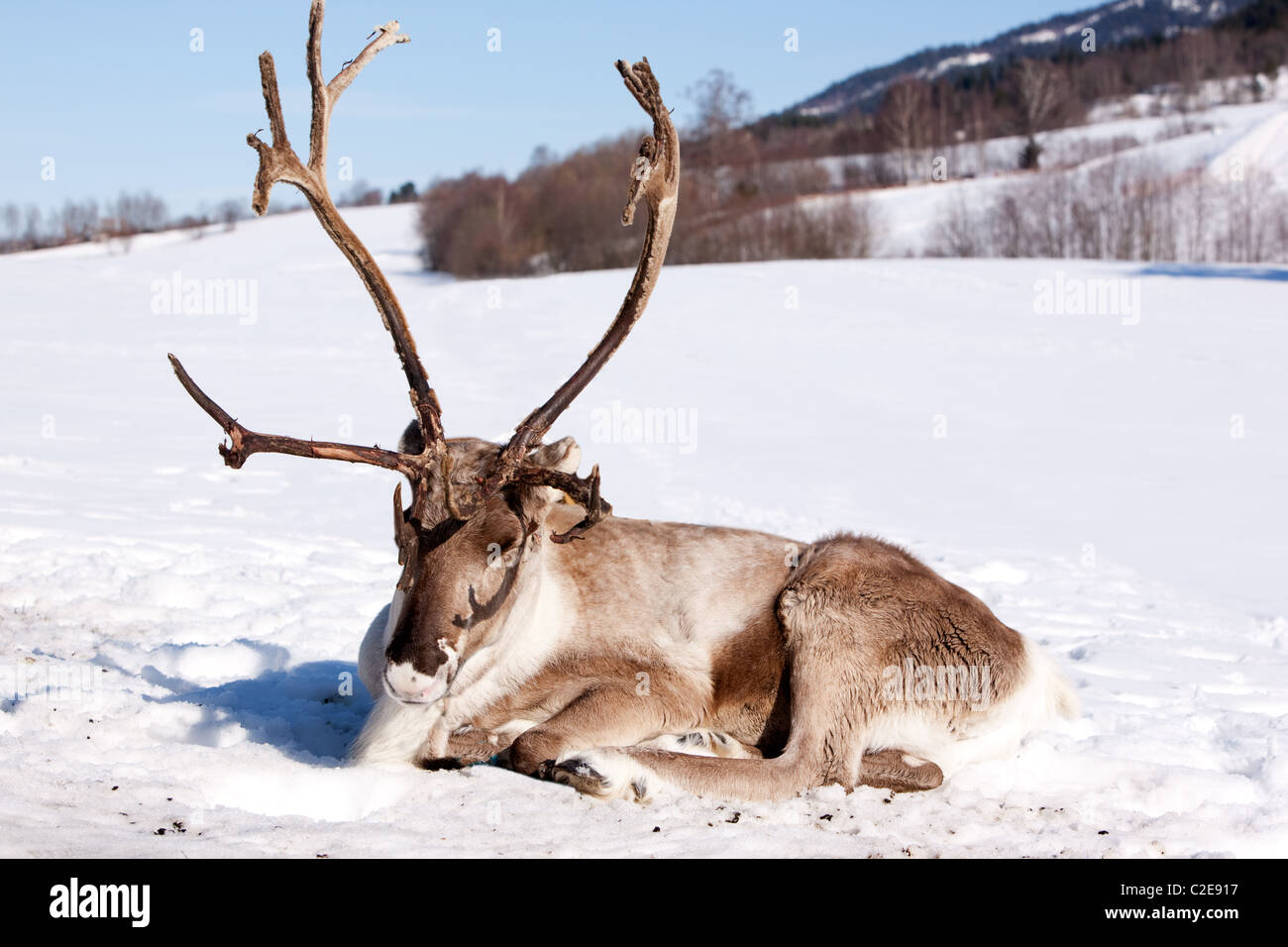A reindeer laying down sleeping in the snow Stock Photo - Alamy