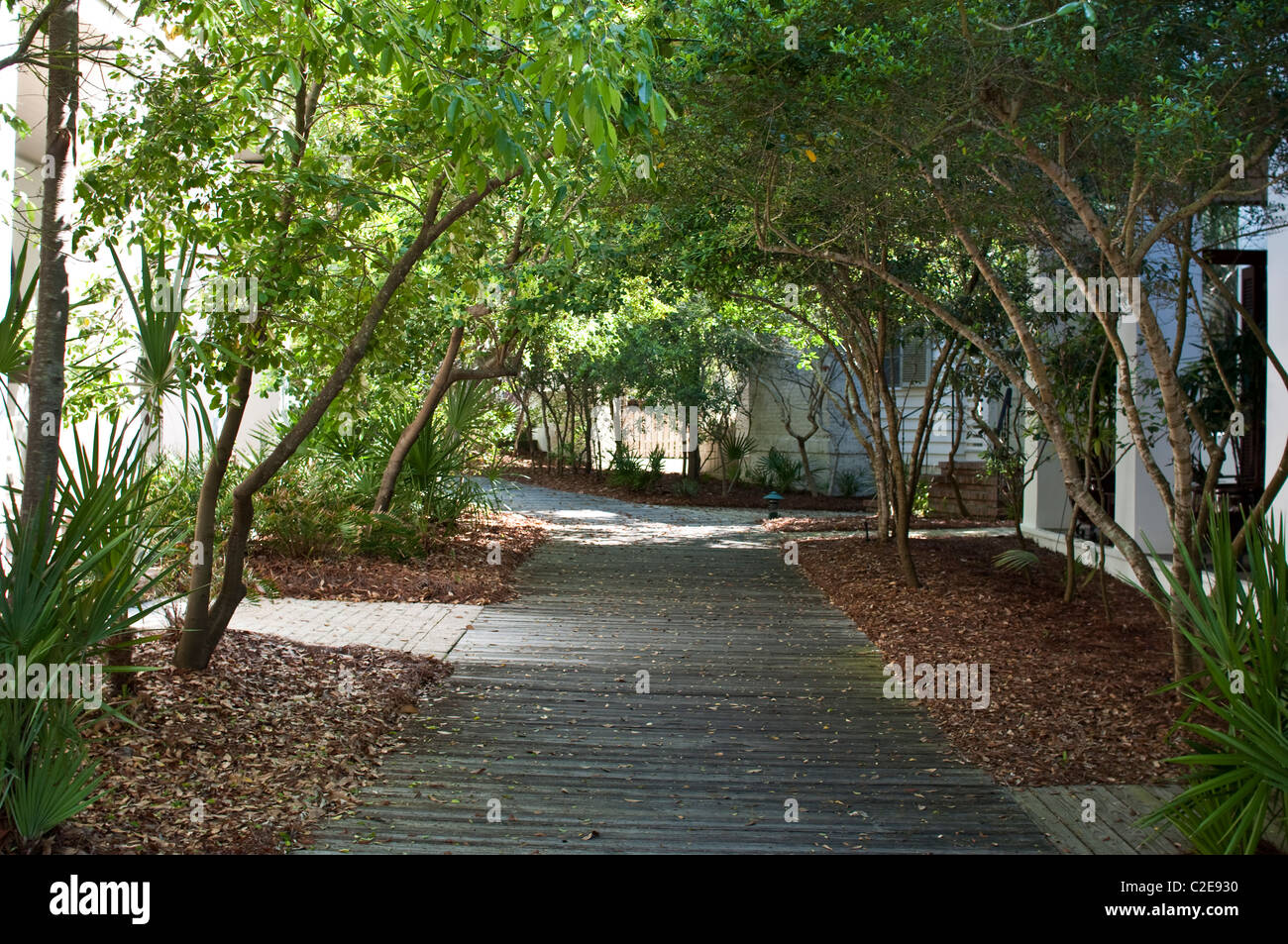 Trees arch over a boardwalk going through the town of Rosemary Beach, FL. Stock Photo