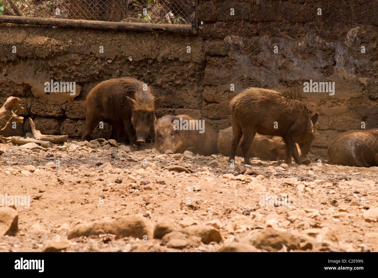 Wild pigs in Bondla Wildlife Sanctuary, Ponda Stock Photo - Alamy