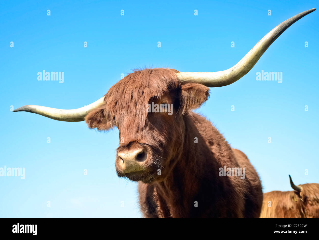 A long horned scottish highland cow Stock Photo