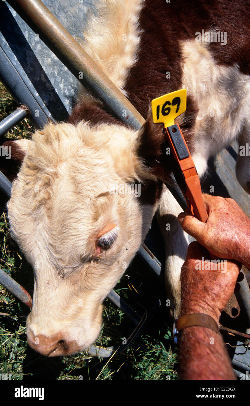 Animal Identification New South Wales Australia Stock Photo Alamy