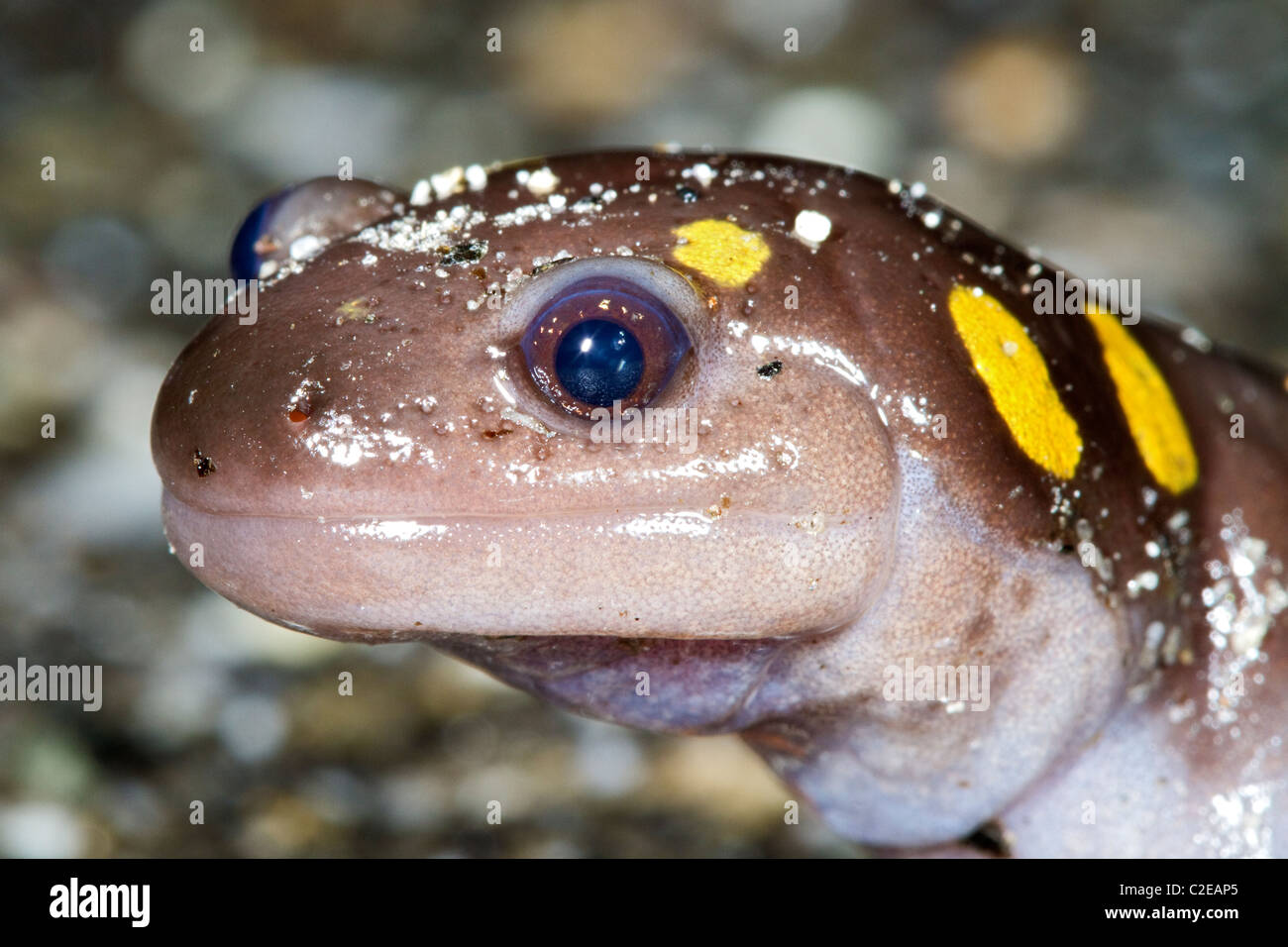 Spotted salamander, (Ambystoma maculatum), Yellow Spotted Salamander, New Hampshire, New England, USA  wildlife closeup, close up. Stock Photo