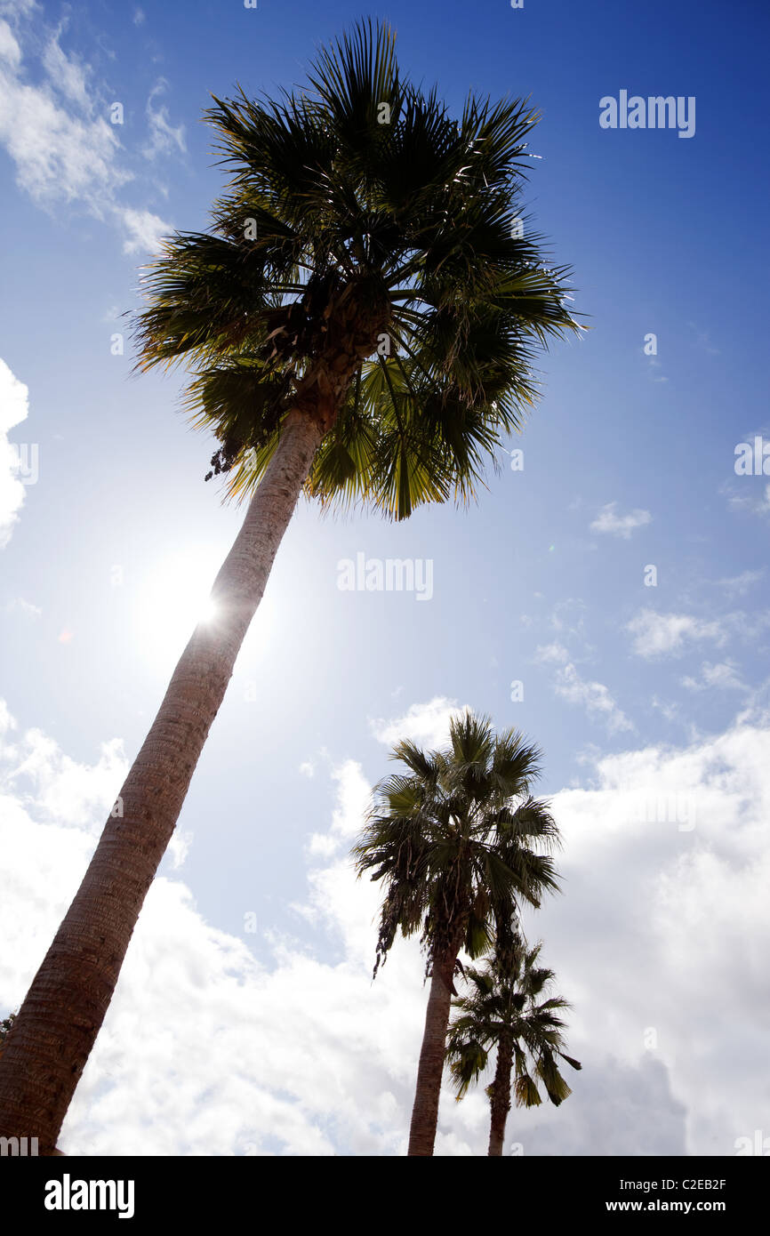 A row of palm trees hi-res stock photography and images - Alamy