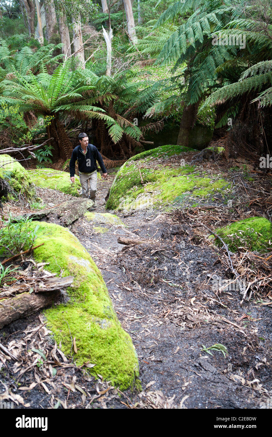 Walker in rainforest on the Strzelecki Peaks on Flinders Island Stock