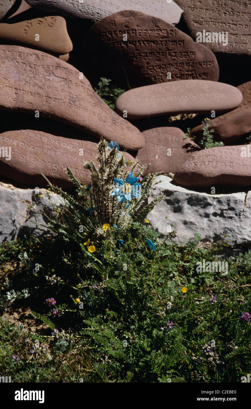 Tashi Dor U Region Tibet Stock Photo Alamy