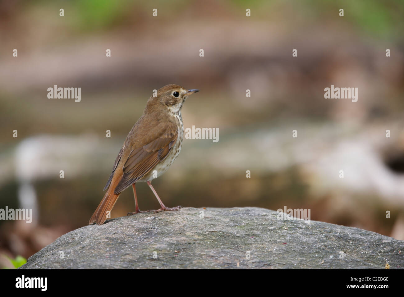 Hermit Thrush (Catharus guttatus faxoni), Spring migrant sitting on rock. Stock Photo