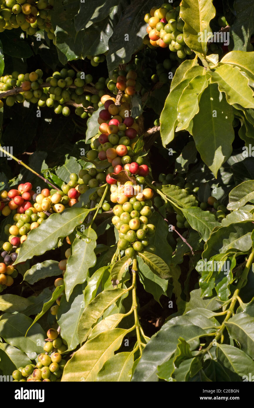 Coffee berries on a coffee tree Stock Photo Alamy