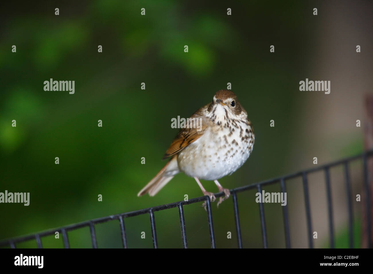 Hermit Thrush (Catharus guttatus faxoni), Spring migrant sitting on fence. Stock Photo