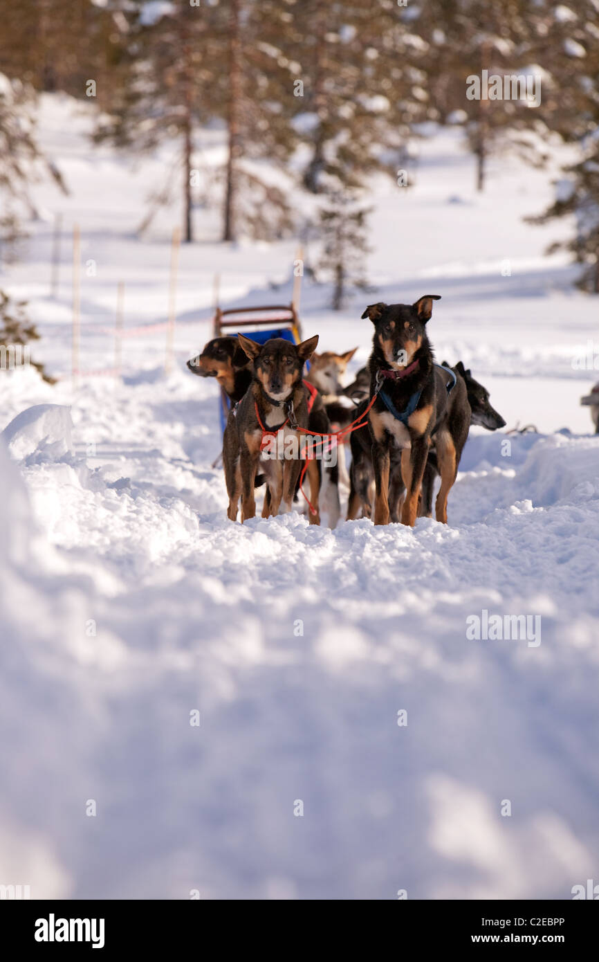 Sled dogs waiting in a winter landscape Stock Photo - Alamy