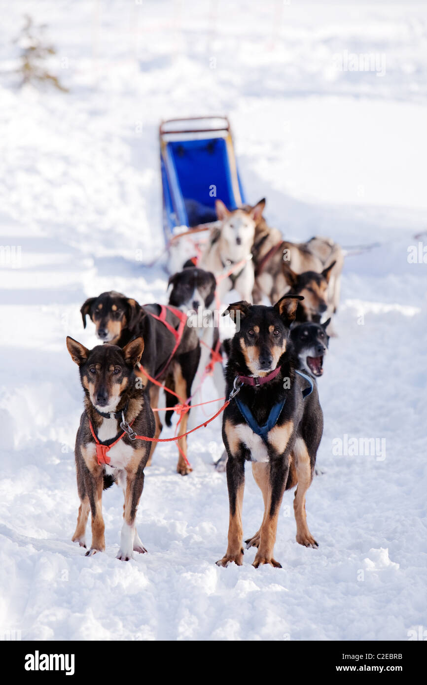 Sled dogs harnessed up, ready to run Stock Photo - Alamy