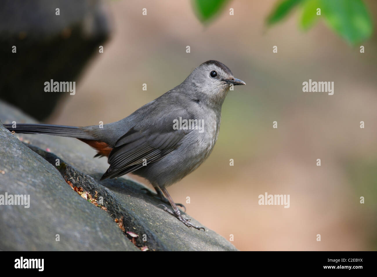 Gray Catbird (Dumetella carolinensis) resting on a rock in New York City's Central Park. Stock Photo