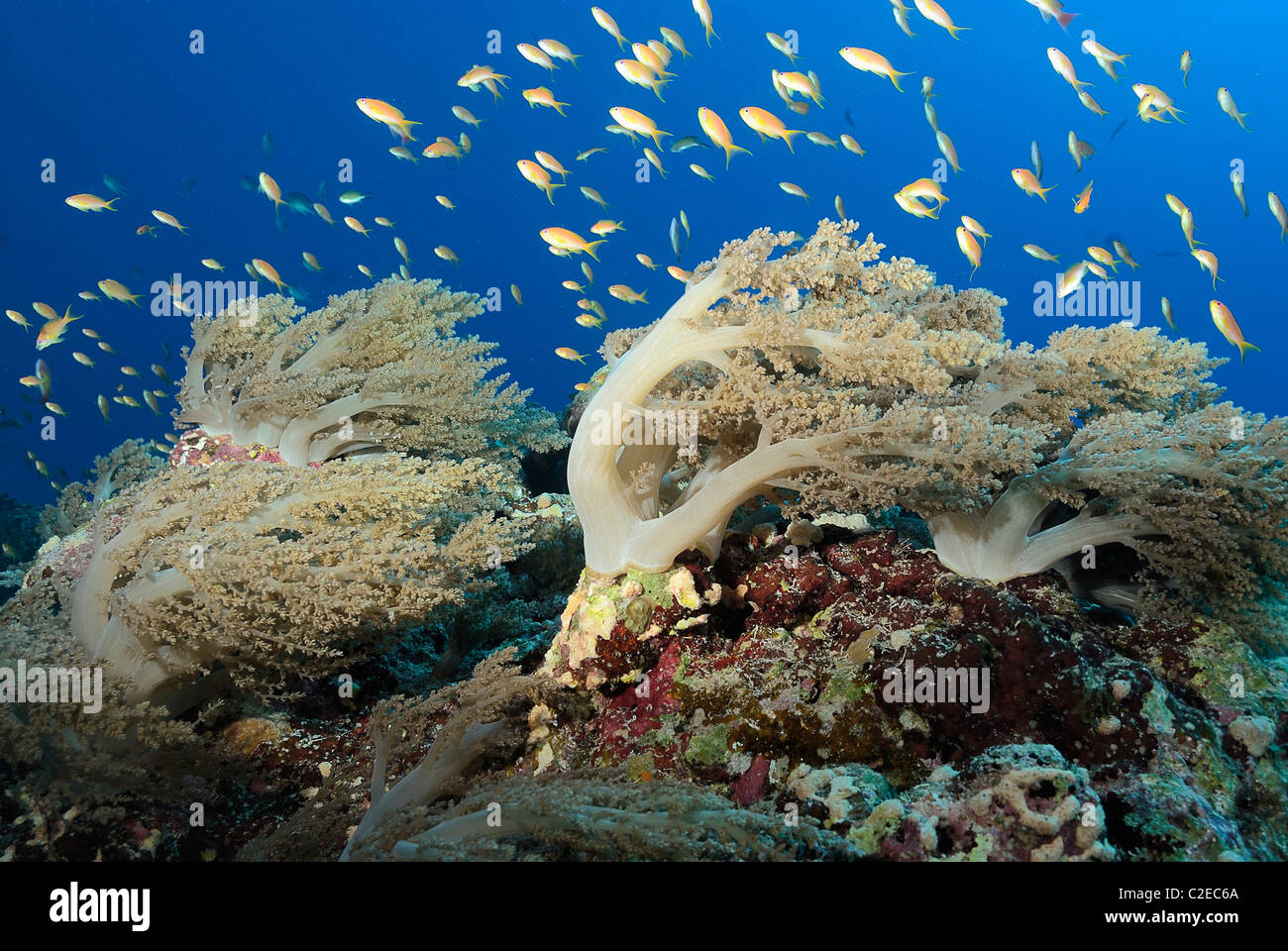 Colony of soft coral growing on a drop off, off Hamata coast, Egypt, Red Sea. School of bicolor chromis Stock Photo