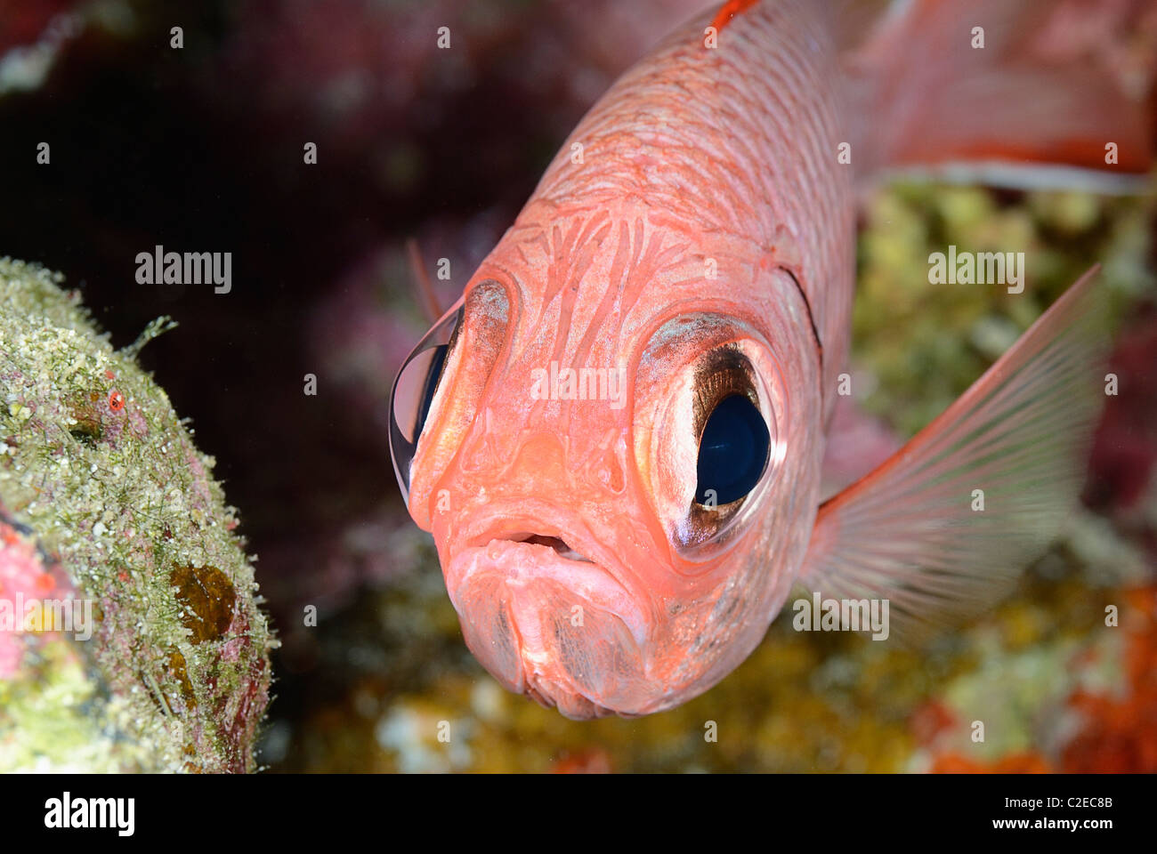 Lattice soldierfish, fish, Saint John Reefs, Red Sea, Egypt Stock Photo