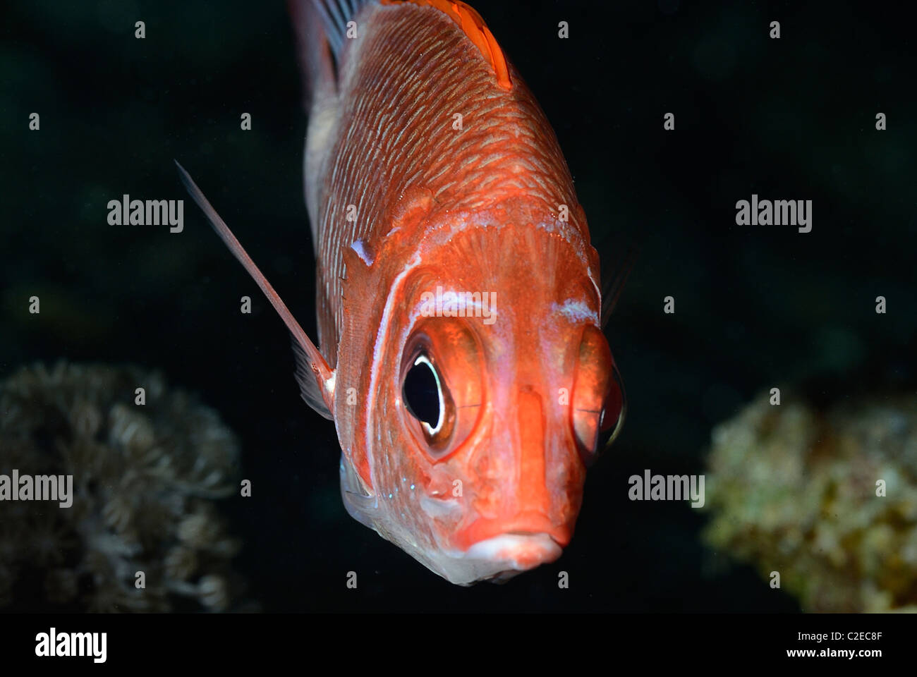 Sabre squirrelfish, fish, Saint John Reefs, Red Sea, Egypt Stock Photo