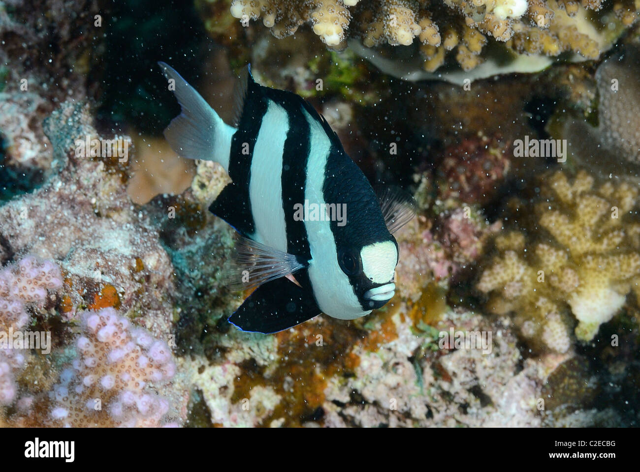 Humbug dascyllus, damselfish, fish, Saint John Reefs, Red Sea, Egypt Stock Photo