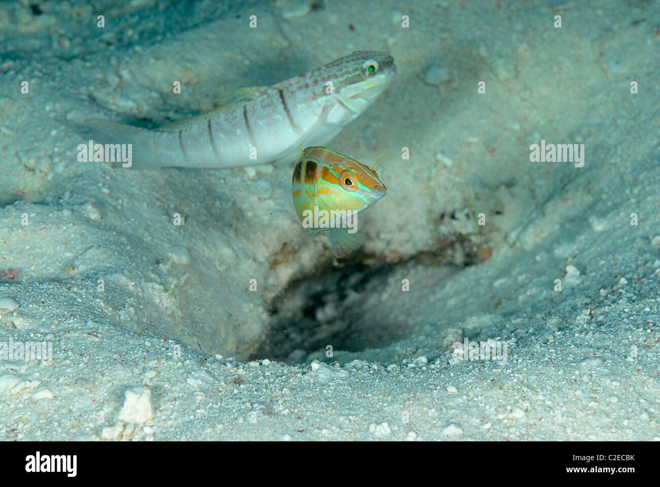 Ornate wrasse, fish, Saint John Reefs, Red Sea, Egypt Stock Photo