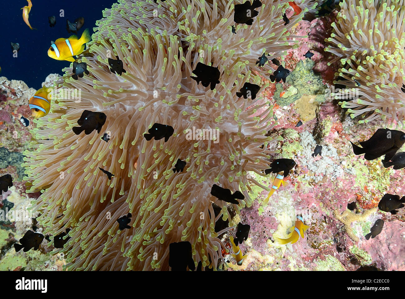 Twoband anemonefish, juvenile three-spot dascyllus, anemone, Saint John Reefs, Red Sea, Egypt Stock Photo