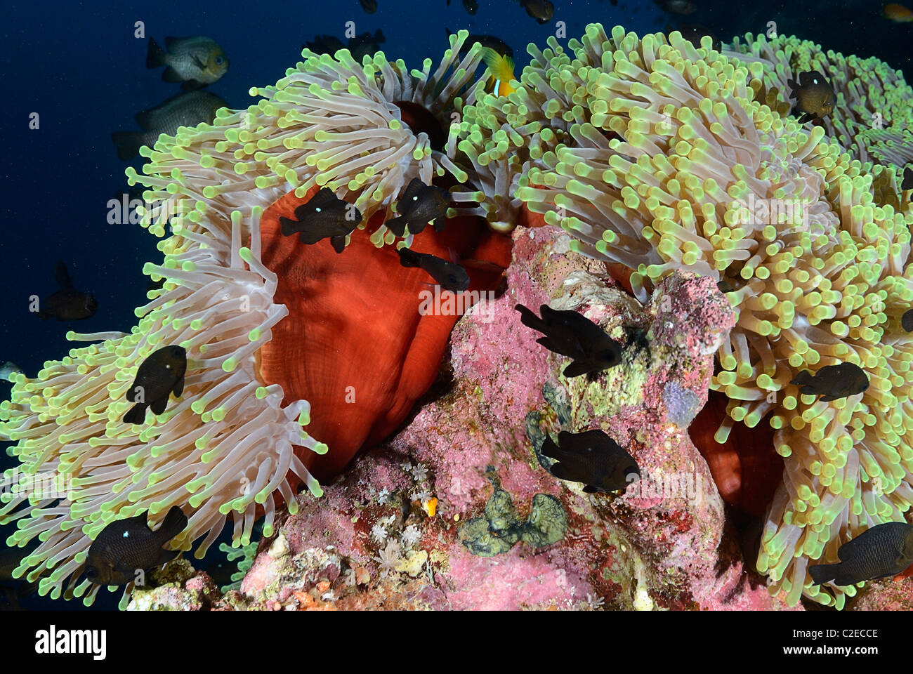 Juvenile three-spot dascyllus, fish, anemone, Saint John Reefs, Red Sea, Egypt Stock Photo