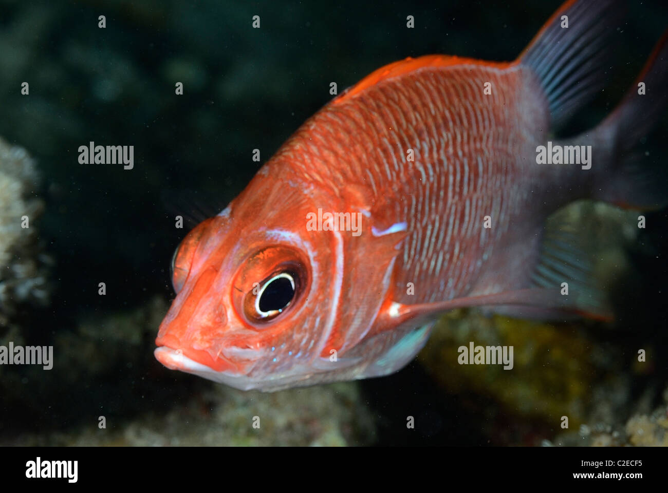 Sabre squirrelfish, fish, Saint John Reefs, Red Sea, Egypt Stock Photo
