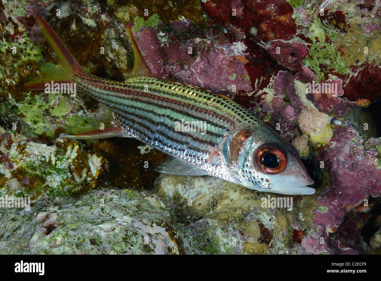Spotfin squirrelfish, fish, Saint John Reefs, Red Sea, Egypt Stock Photo