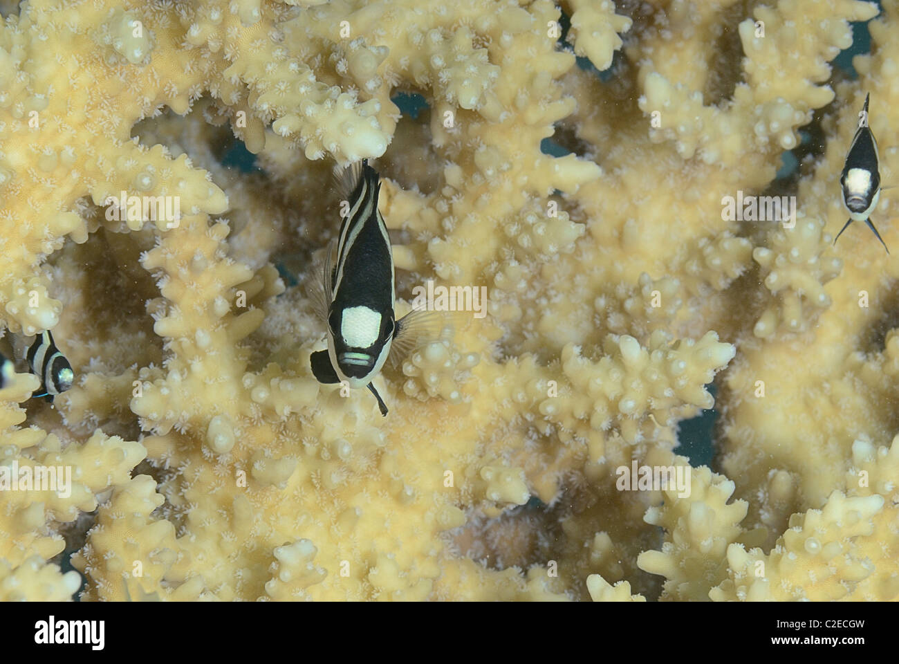 Humbug dascyllus, damselfish, fish, Saint John Reefs, Red Sea, Egypt Stock Photo