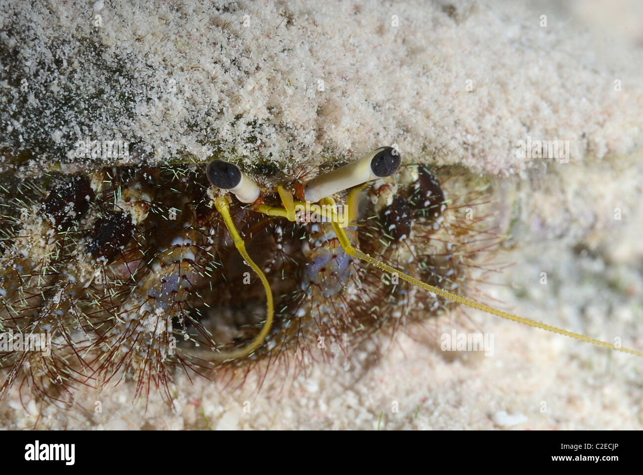 Hermit crab, crustacean, Saint John Reefs, Red Sea, Egypt Stock Photo