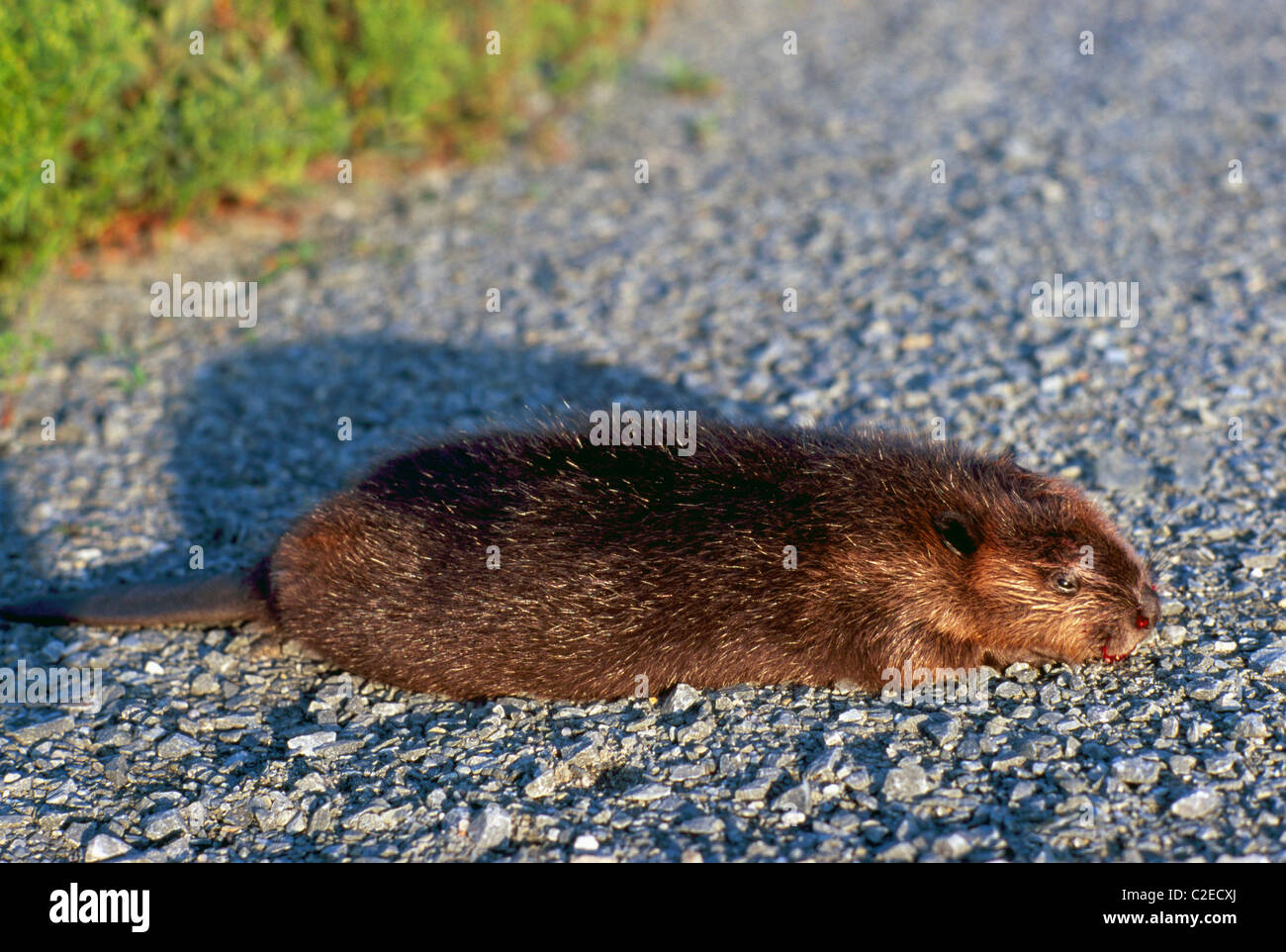 Road Kill, Roadkill Body of Dead Muskrat (Ondatra zibethicus), Animal