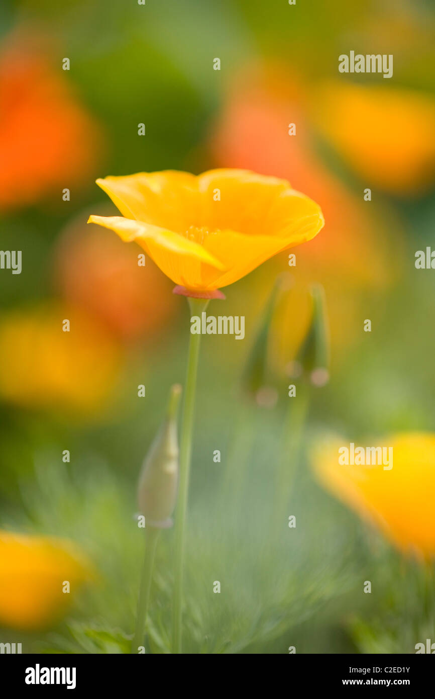 Poppy blooms hi-res stock photography and images - Alamy