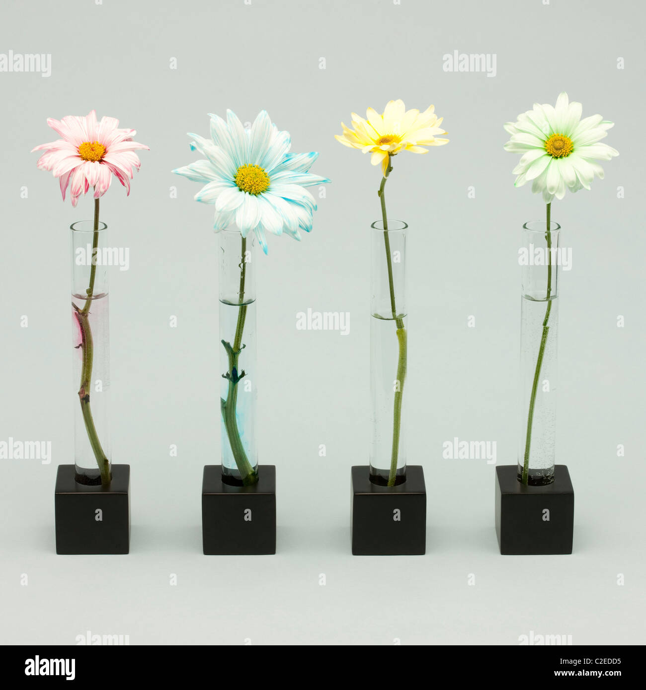 Four Flowers Stock Photo