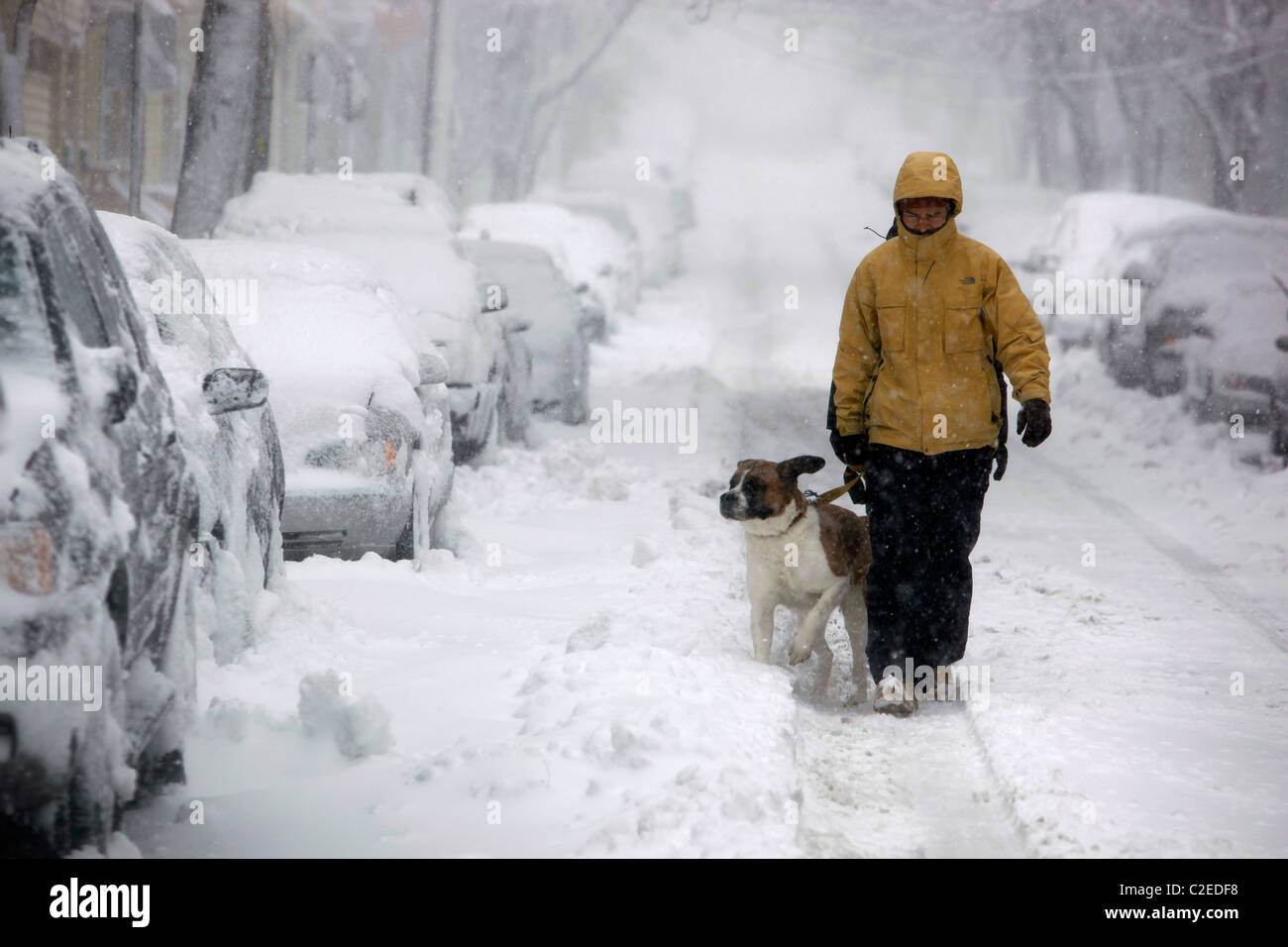 A man walking his dog in a winter snow storm in Boston Massachusetts Stock Photo
