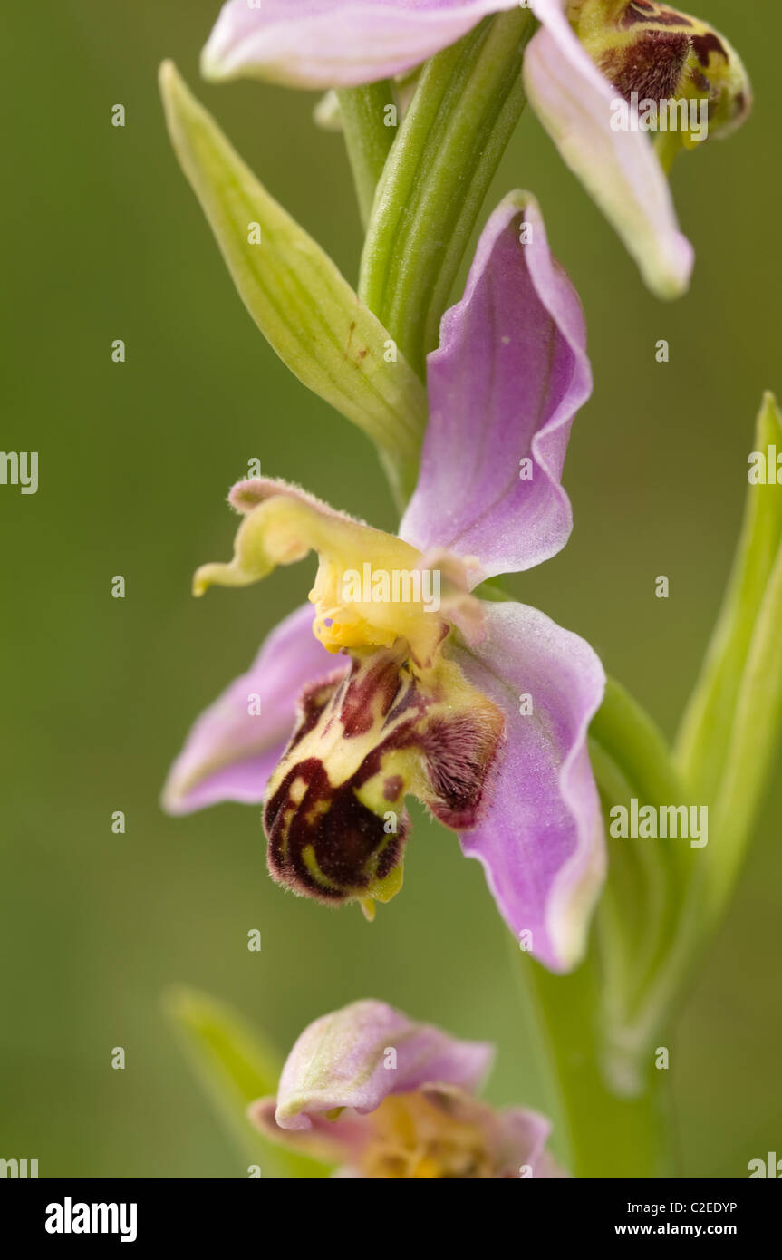 Bee Orchid, Ophrys apifera, is a perennial, temperate climate species