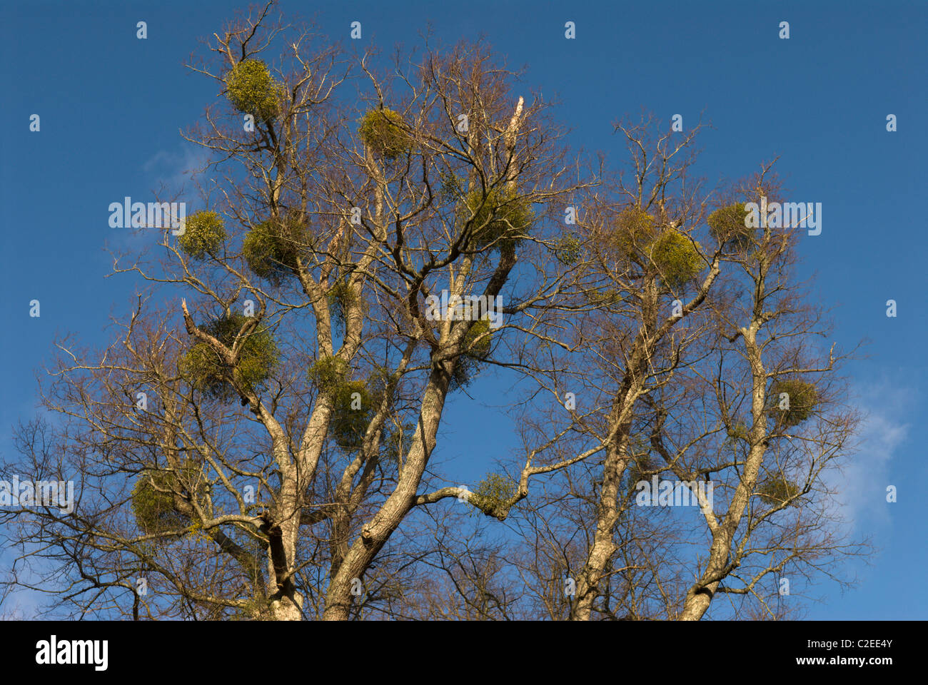 Mistletoe West Sussex England Stock Photo