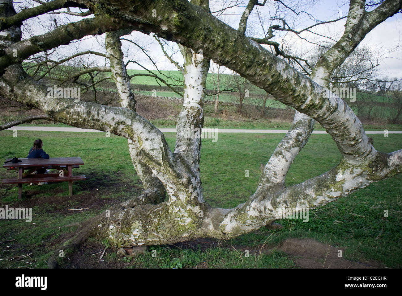 Mature twisted low growing birch tree Stock Photo