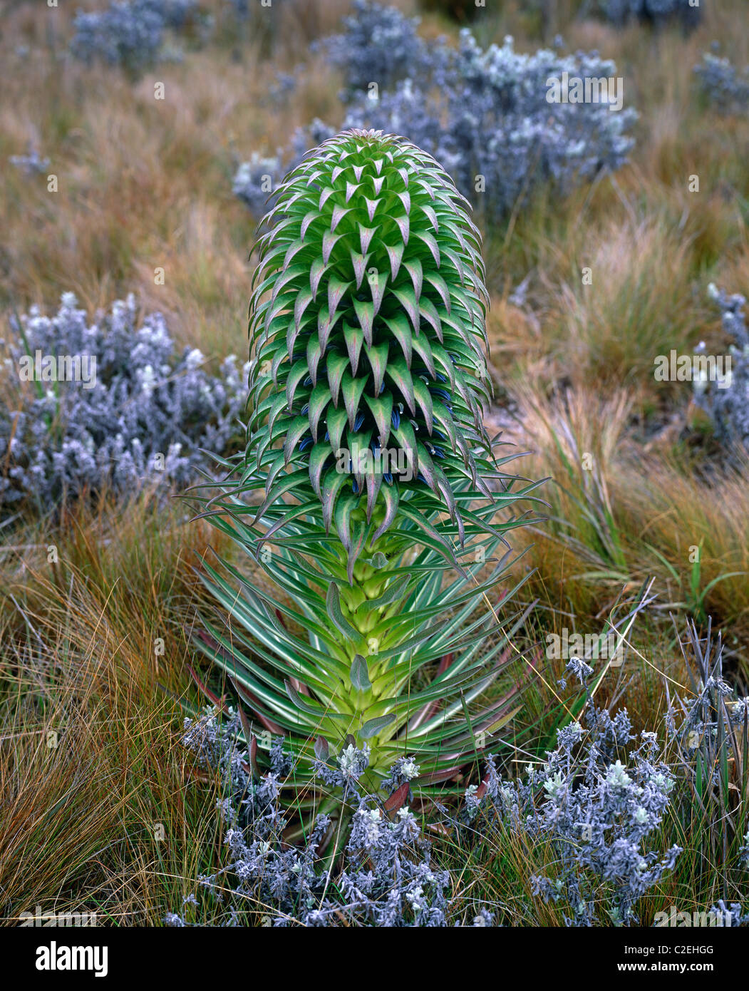 Kilimanjaro giant lobelia hi-res stock photography and images - Alamy