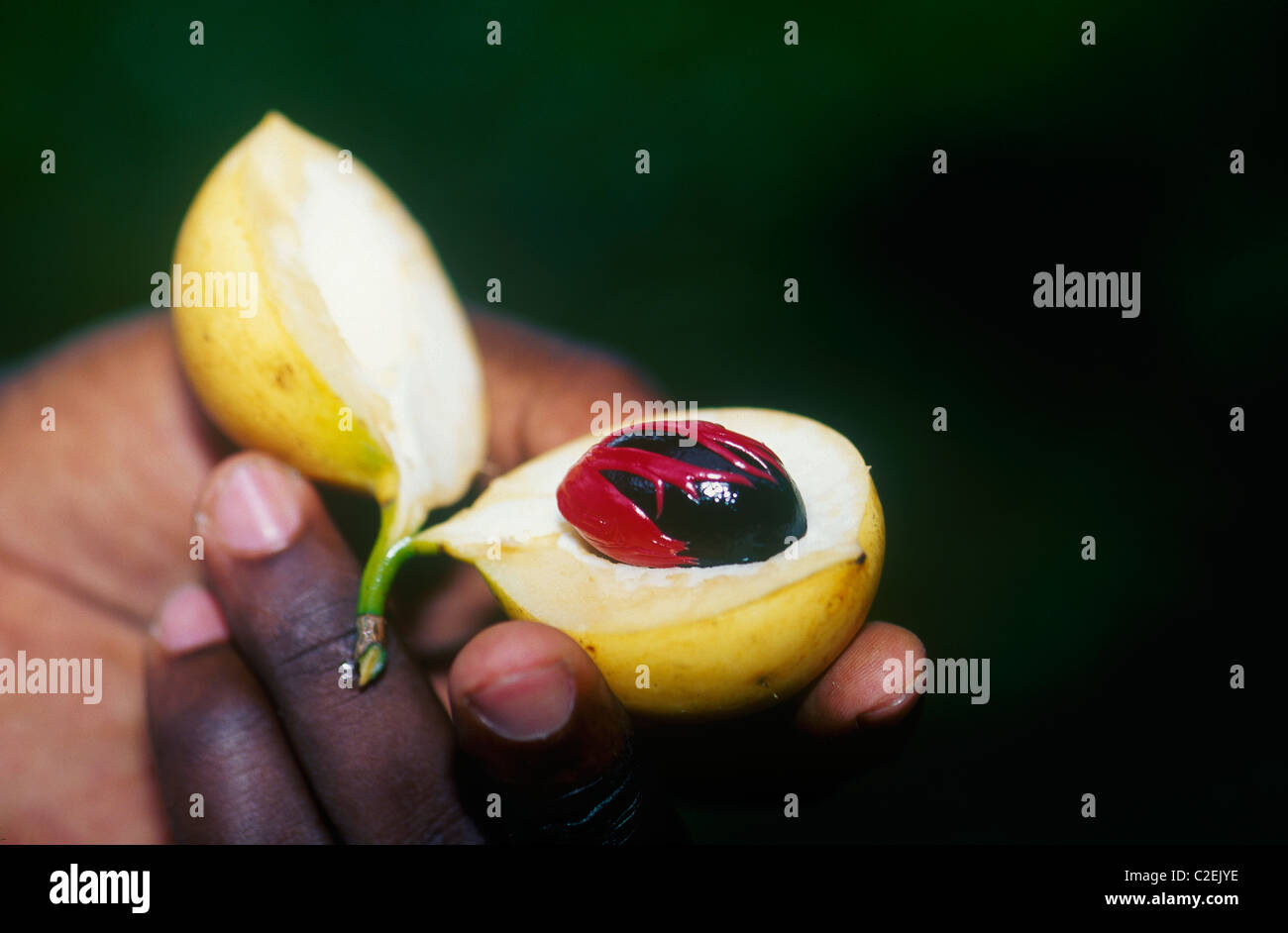 Nutmeg Zanzibar Tanzania Stock Photo Alamy
