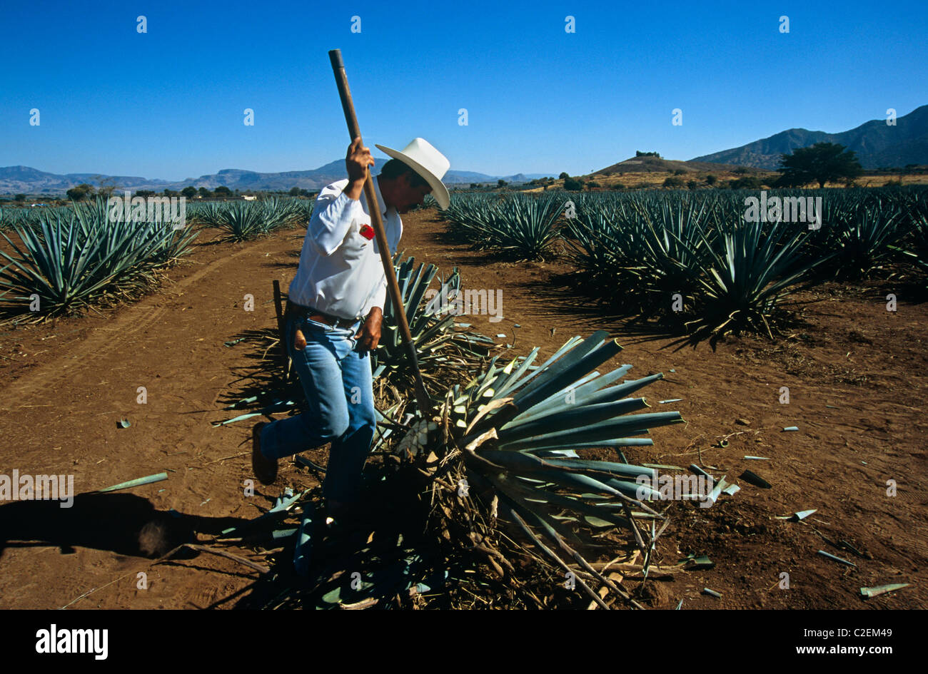 Tequila Jalisco Mexico Stock Photo Alamy
