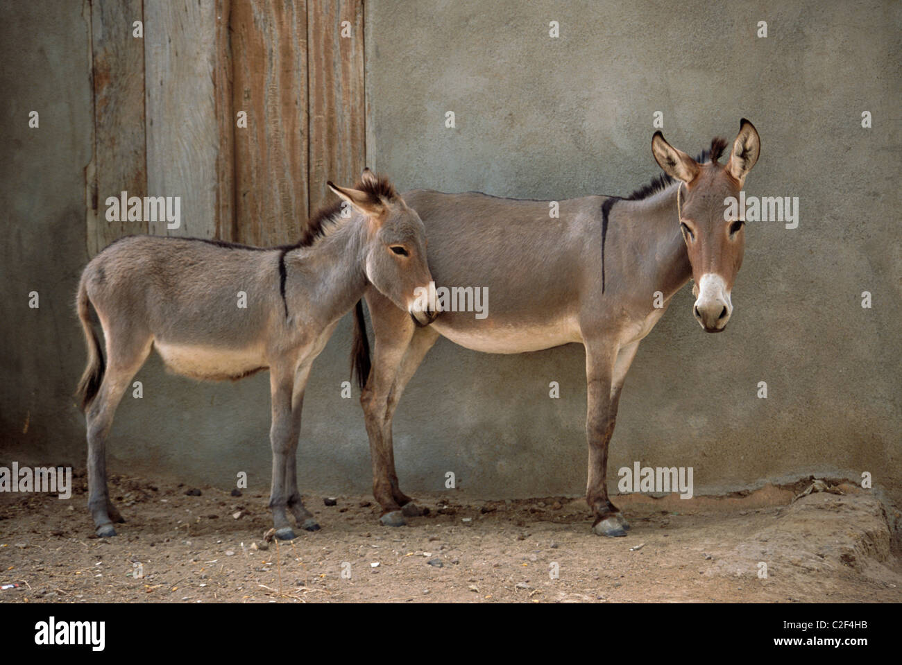 Donkeys Mali Stock Photo - Alamy