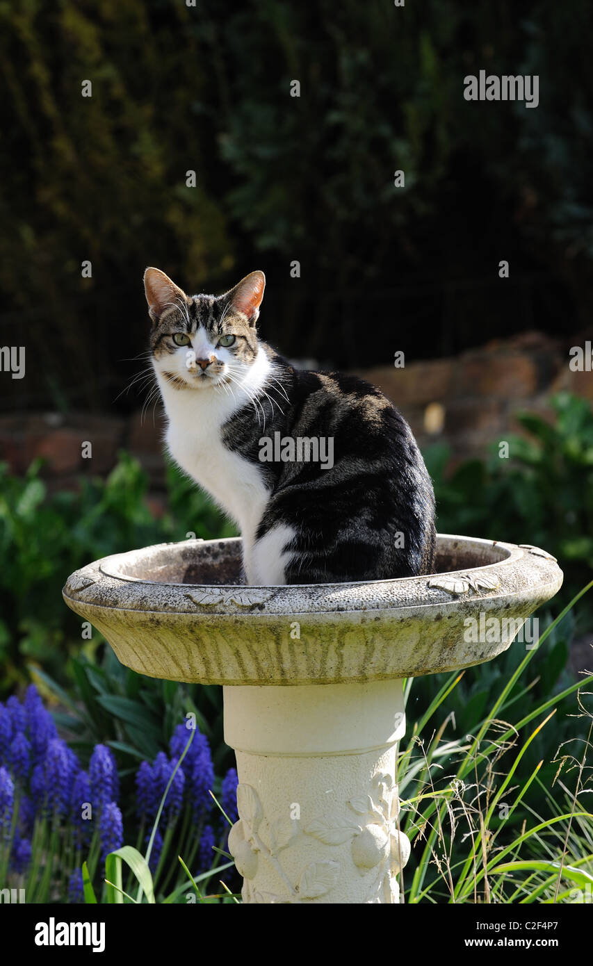 Cat sitting in a bird bath in a country garden Stock Photo
