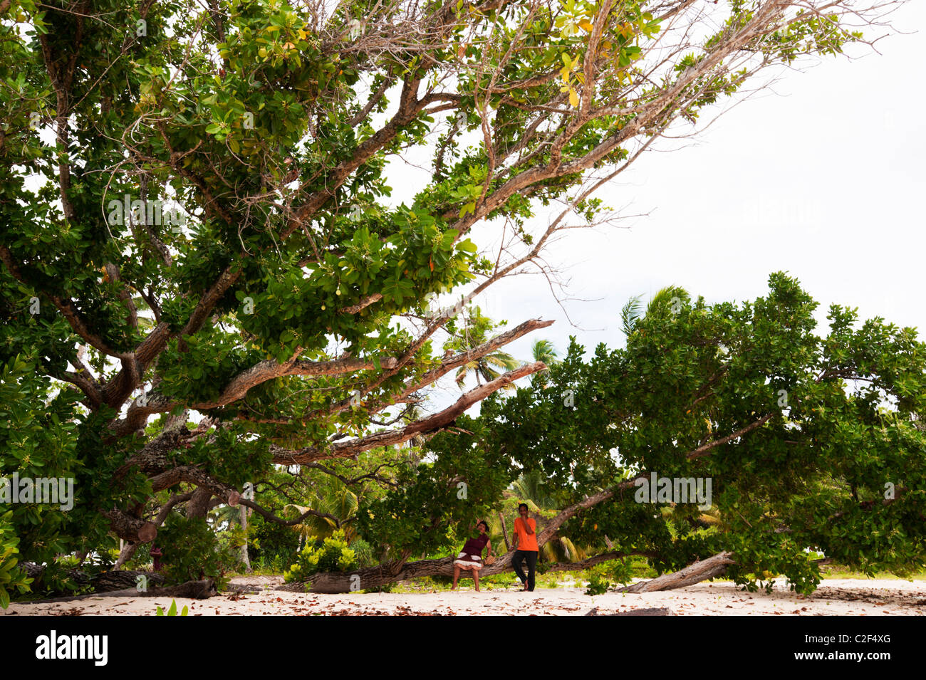 A middle-aged Marshallese couple resting in a tree by Laura Beach, Majuro, Marshall Islands. Stock Photo