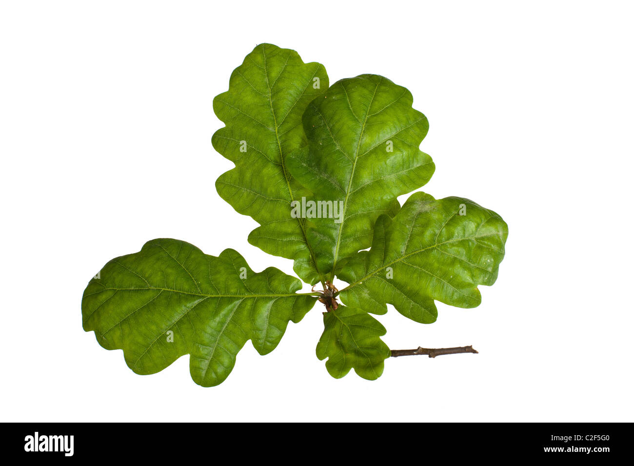 Acorn leaf isolated on white Stock Photo