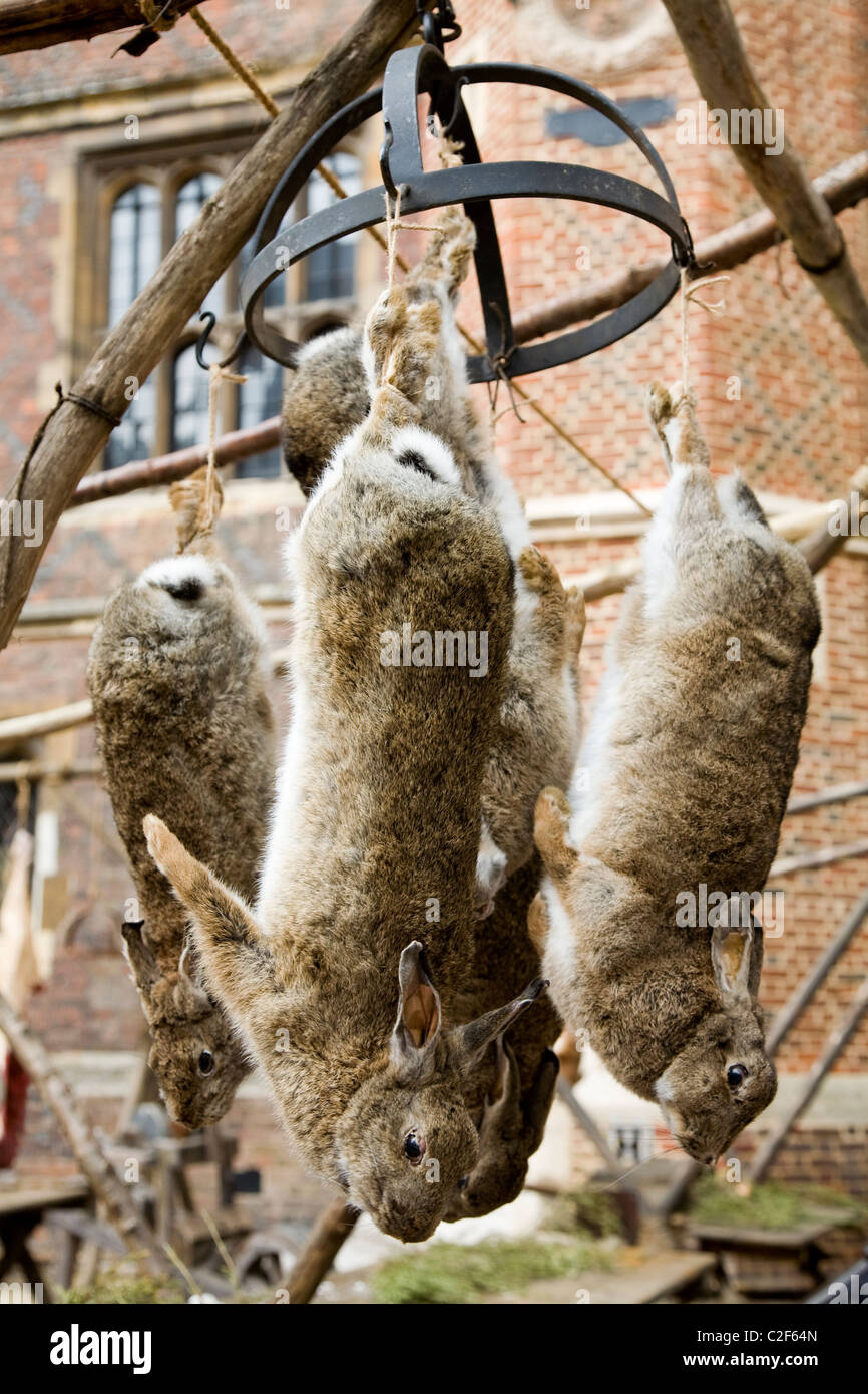 Rabbit meat / rabbits hang. Part of a mediæval / mediaeval / medieval