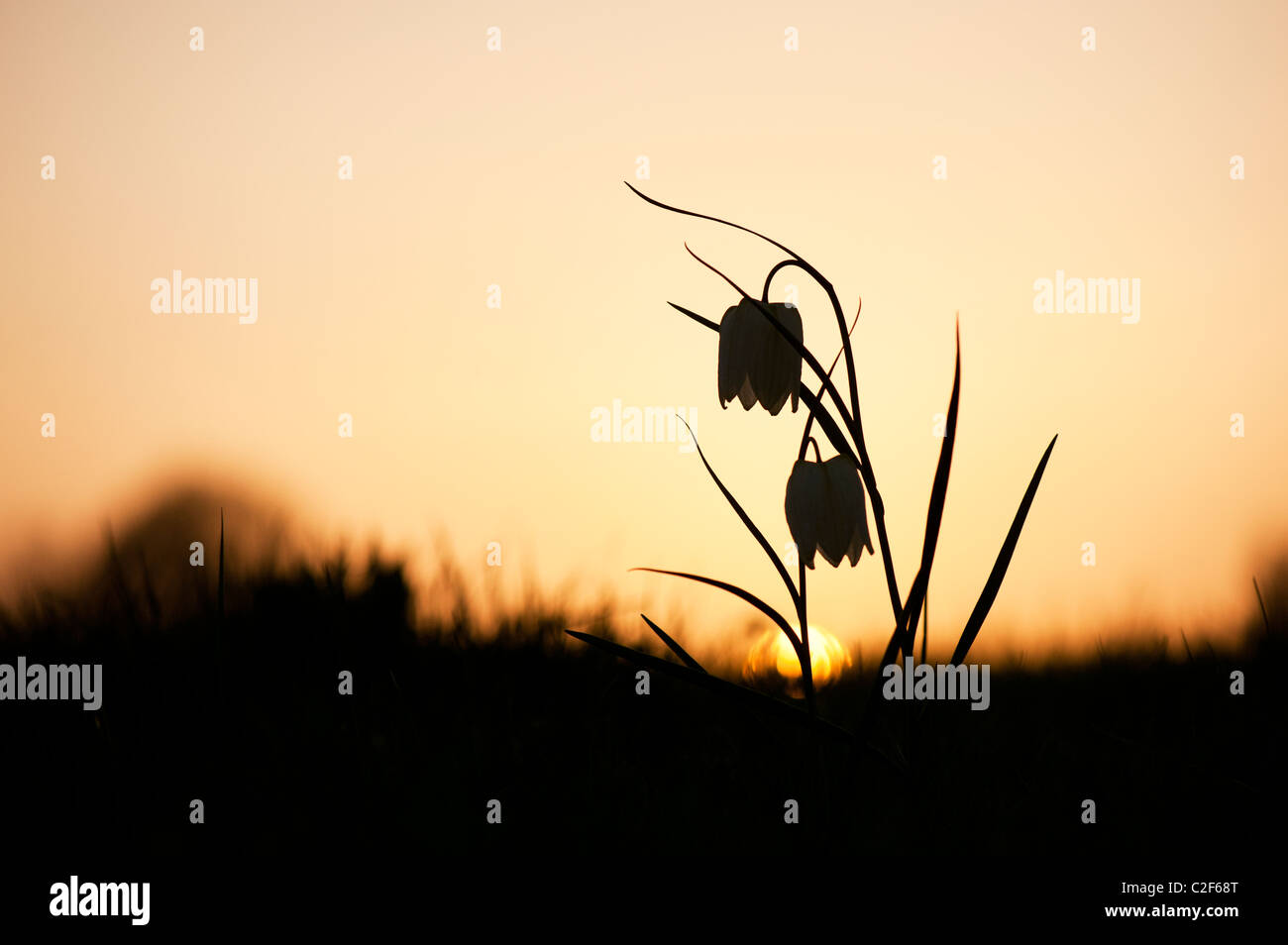 Fritillaria meleagris. Snakes head fritillary wildflowers in the English countryside at sunset. Ducklington, Oxfordshire. UK. Silhouette Stock Photo