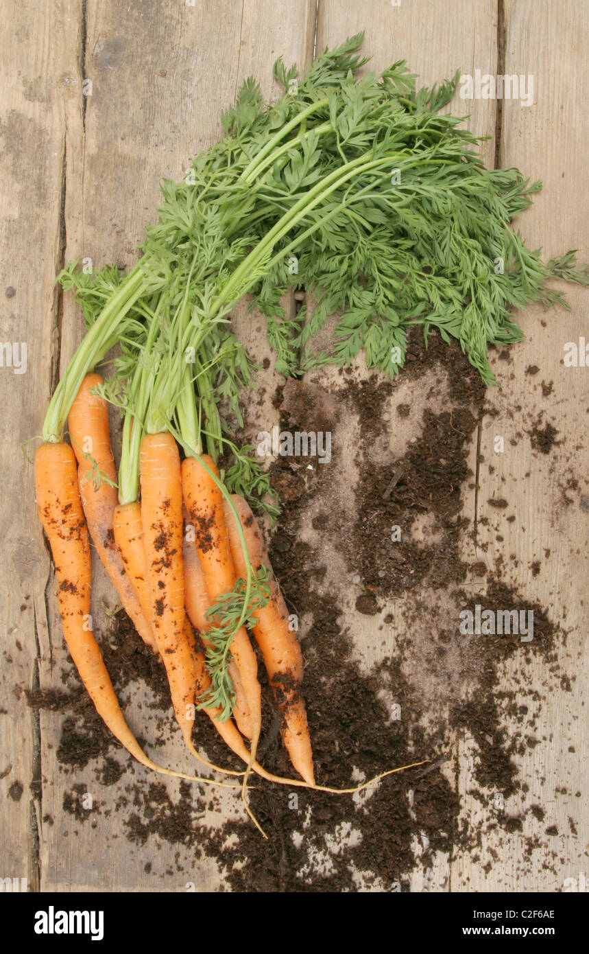 Freshly picked carrots and soil on old weathered wood Stock Photo