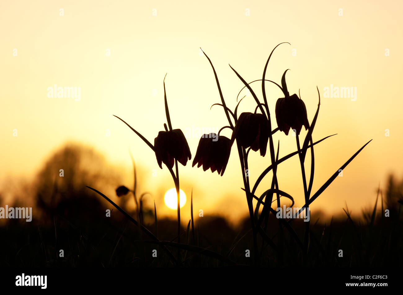Fritillaria meleagris. Snakes head fritillary wildflowers in the English countryside at sunset. Ducklington, Oxfordshire. UK. Silhouette Stock Photo
