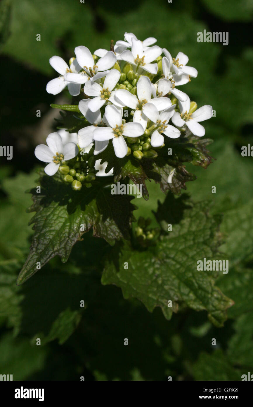 Garlic Mustard (a.k.a. Jack-by-the-Hedge) Alliaria petiolata Taken at The Spinnies Nature Reserve, Wales Stock Photo