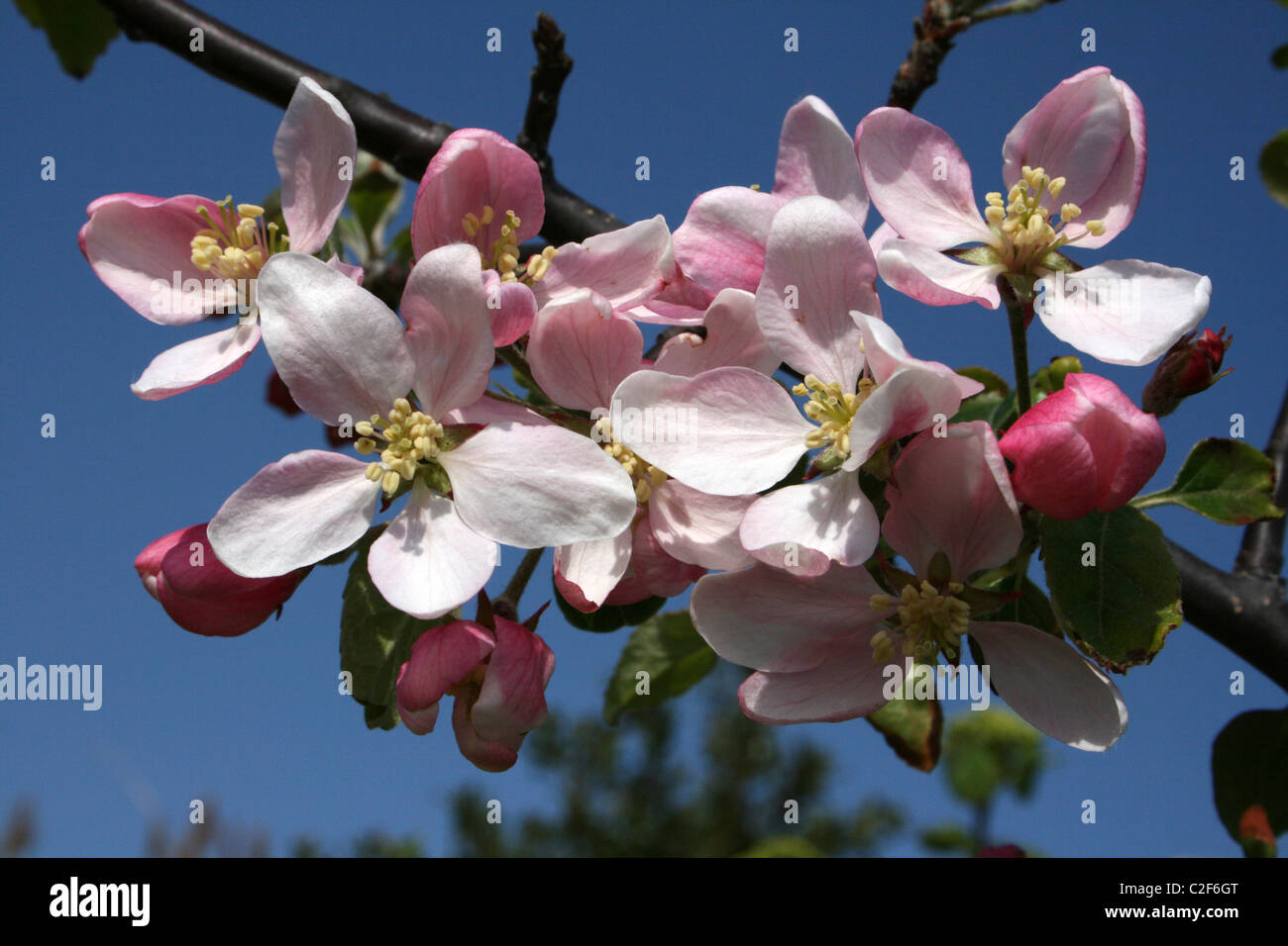 Flowering Apple Tree Taken At Conwy RSPB Nature Reserve, Wales Stock Photo