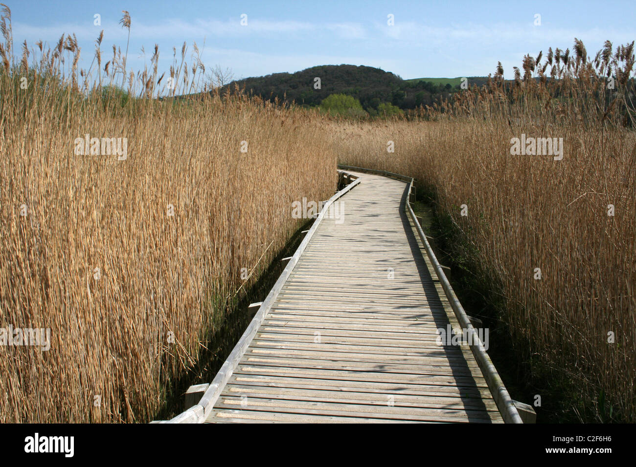 Wooden Boardwalk Running Through The Reedbed At Conwy RSPB Nature Reserve, Wales Stock Photo