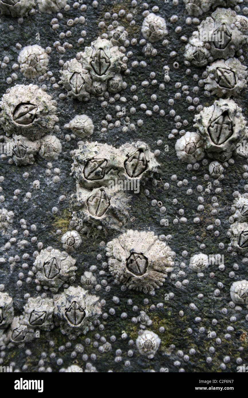 Mature And Young Montagu's Stellate Barnacles Chthamalus montagui On Rock At Aber Ogwen Estuary, Wales Stock Photo